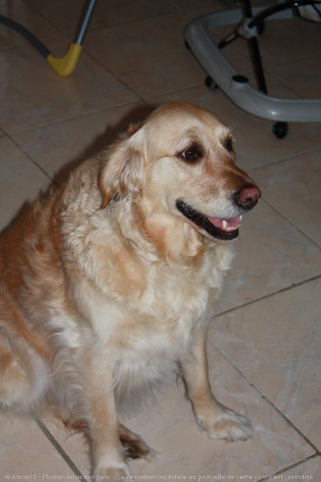 Photo de Golden retriever