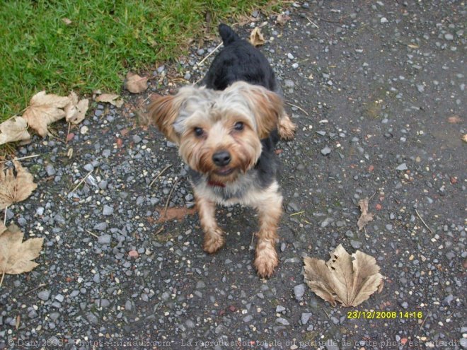 Photo de Yorkshire terrier