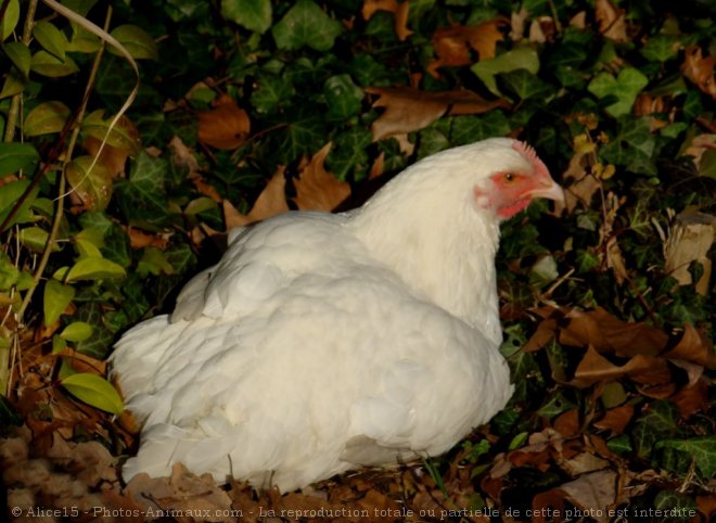 Photo de Poule