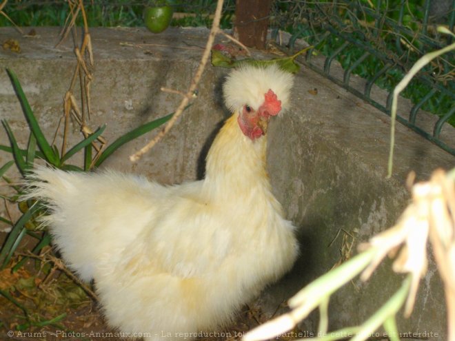 Photo de Poule