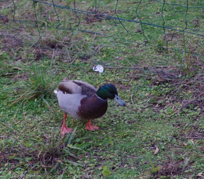 Photo de Canard colvert