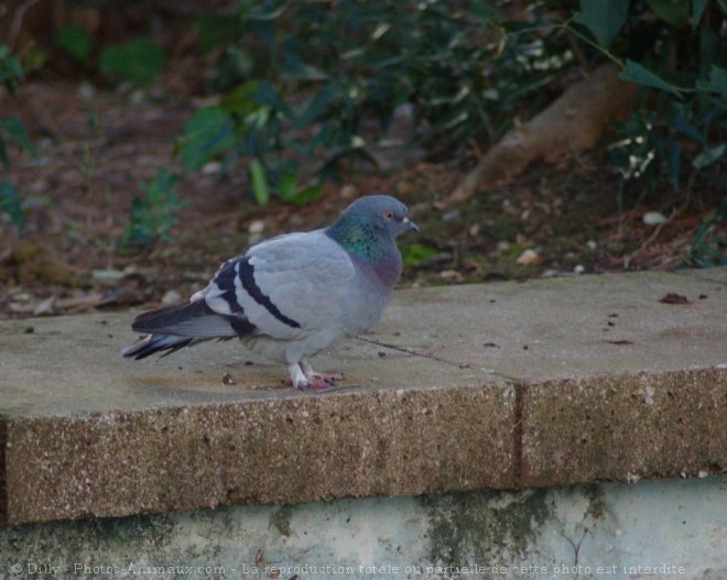 Photo de Pigeon