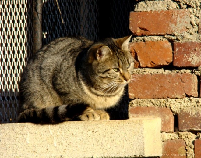 Photo de Chat domestique