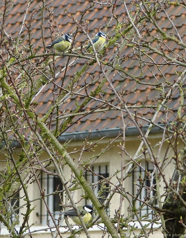 Photo de Msange bleue