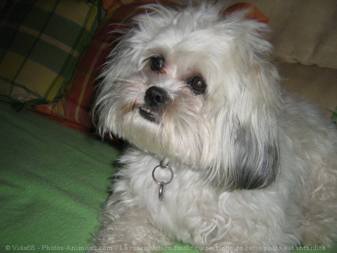 Photo de Shih tzu