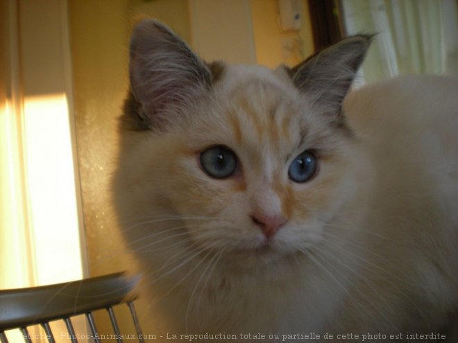 Photo de Ragdoll