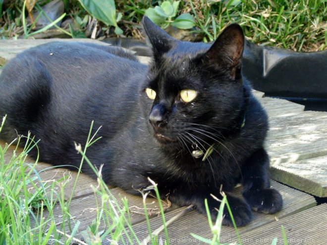 Photo de Chat domestique