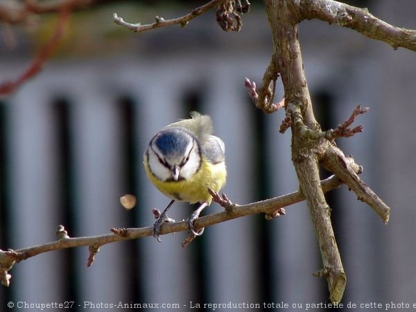 Photo de Msange bleue