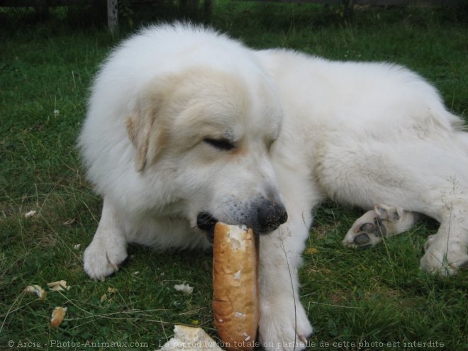 Photo de Chien de montagne des pyrnes