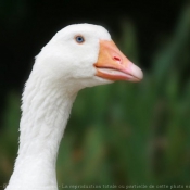 Photo d'Oie blanche