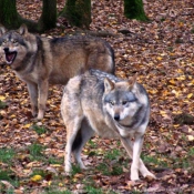 Photo de Loup