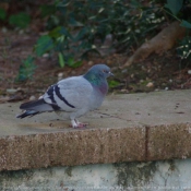 Photo de Pigeon