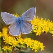 Photo de Papillon - le bel argus