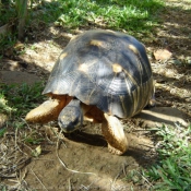 Photo de Tortue