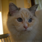 Photo de Ragdoll