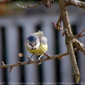 Photo de Msange bleue