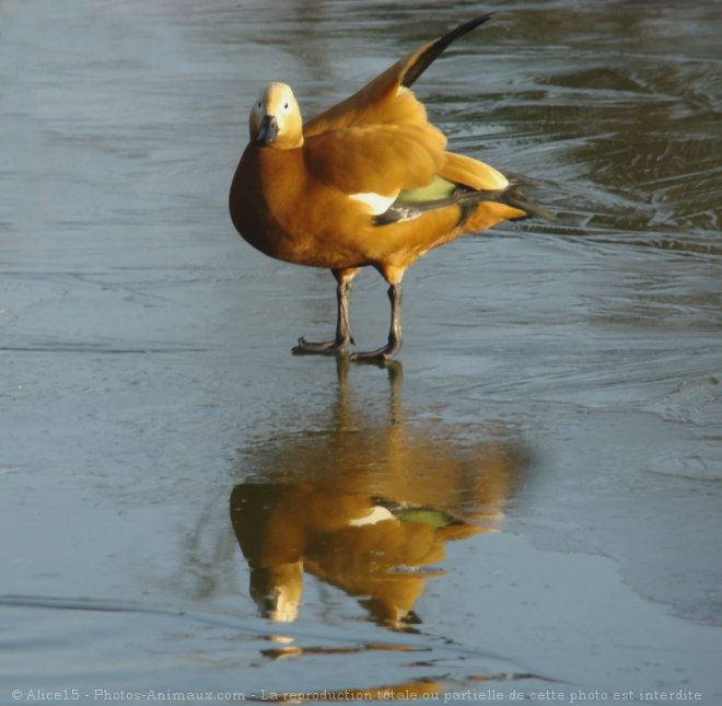 Photo de Canard tadorne casarca