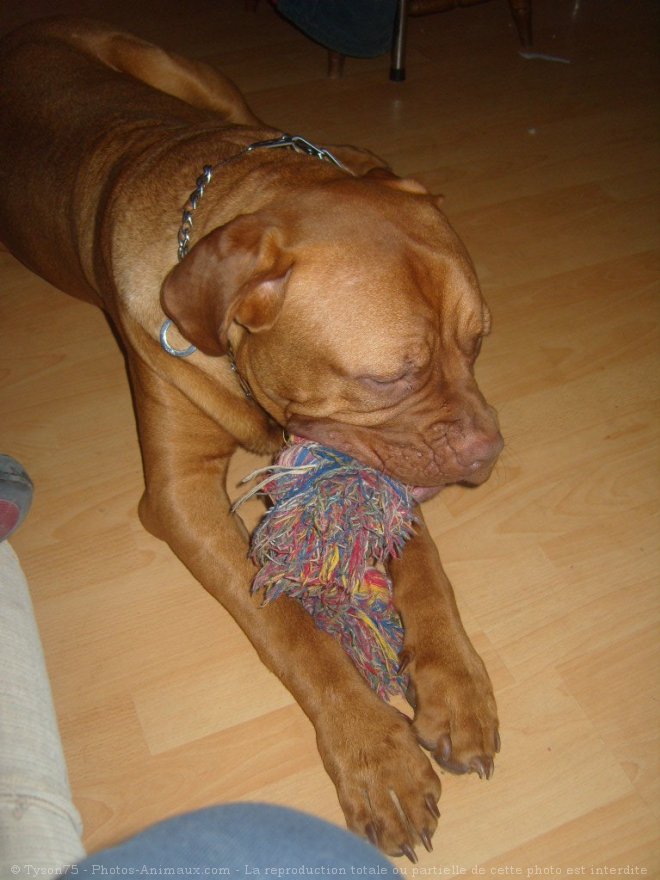 Photo de Dogue de bordeaux