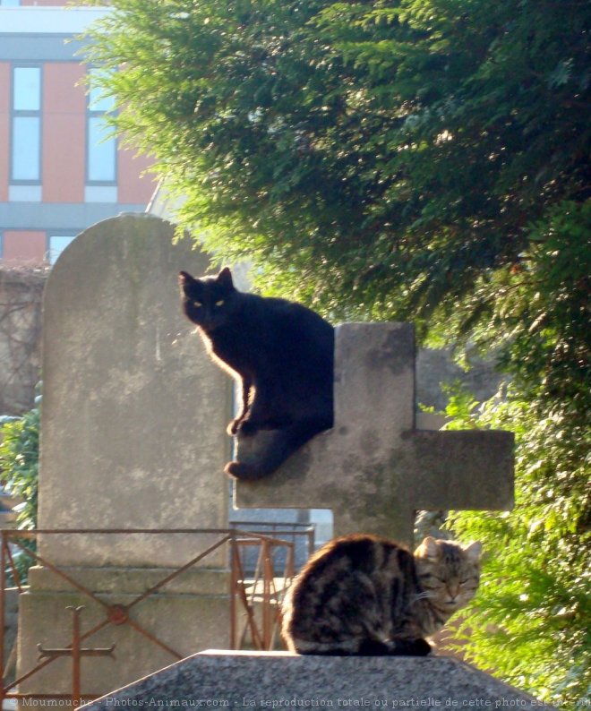 Photo de Chat domestique