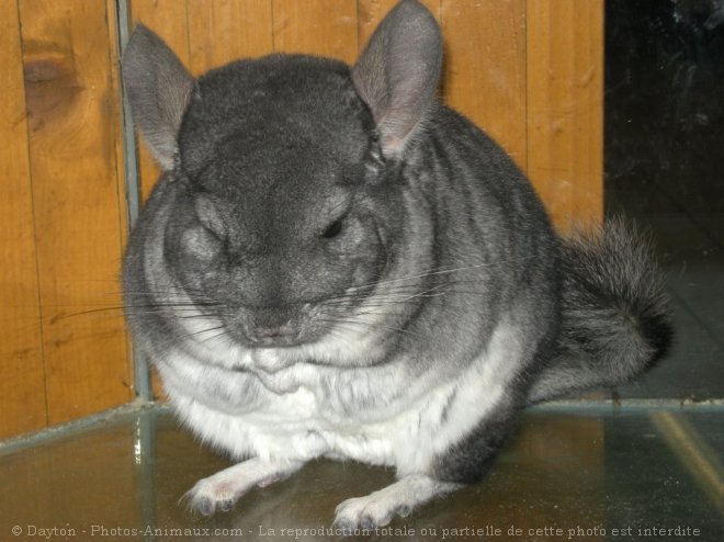 Photo de Chinchilla