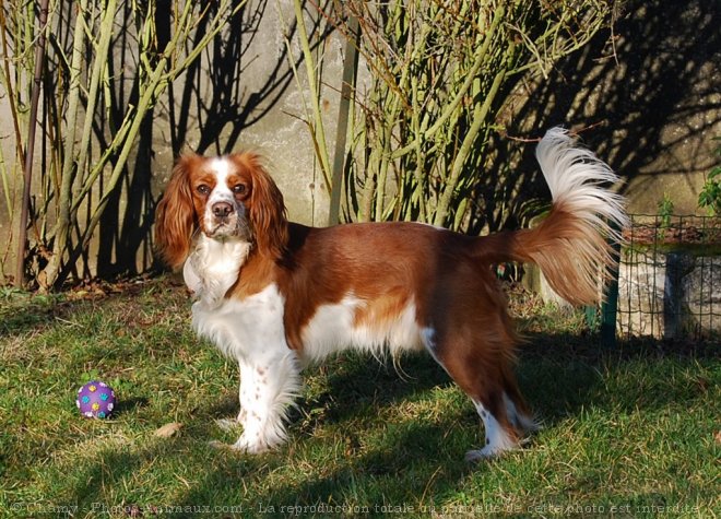 Photo de Cavalier king charles spaniel