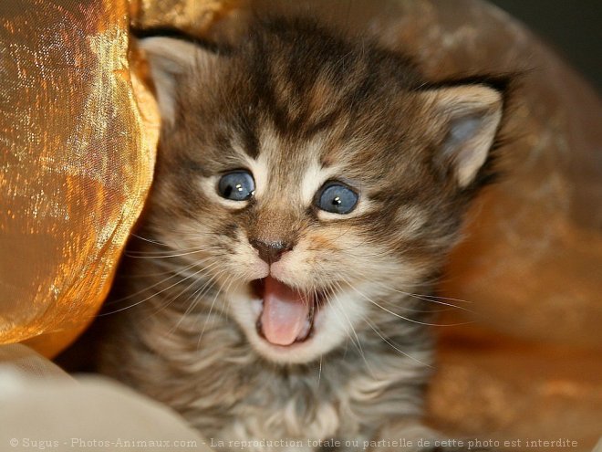 Photo de Maine coon