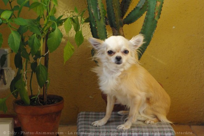 Photo de Chihuahua  poil long