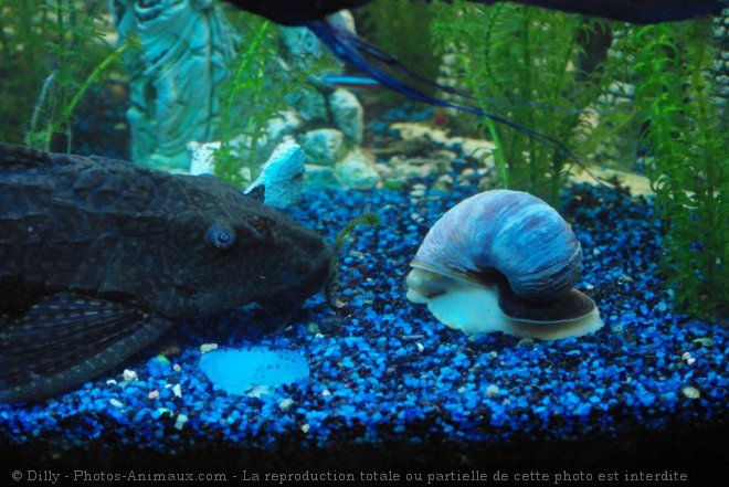 Photo de Poissons exotiques