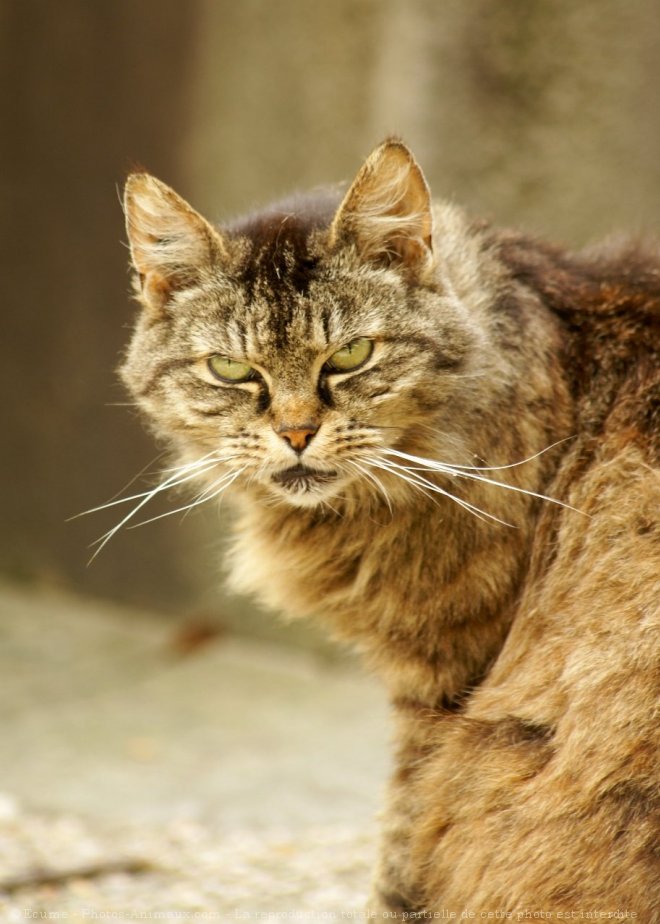 Photo de Chat domestique