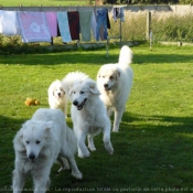 Photo de Chien de montagne des pyrnes