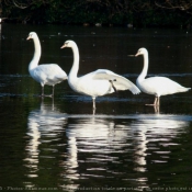 Photo de Cygne