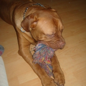 Photo de Dogue de bordeaux