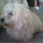 Photo de Coton de tulear