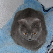 Photo de Chartreux