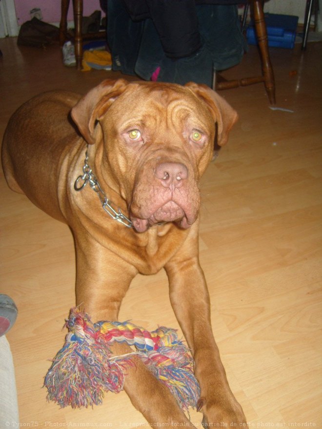 Photo de Dogue de bordeaux