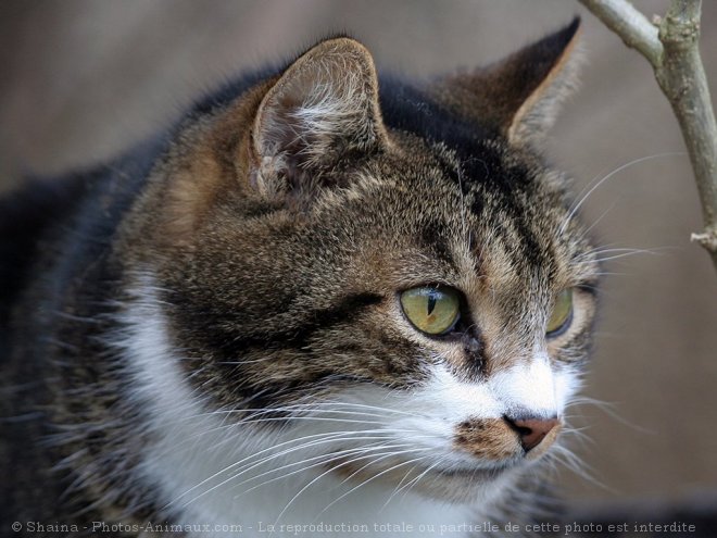 Photo de Chat domestique