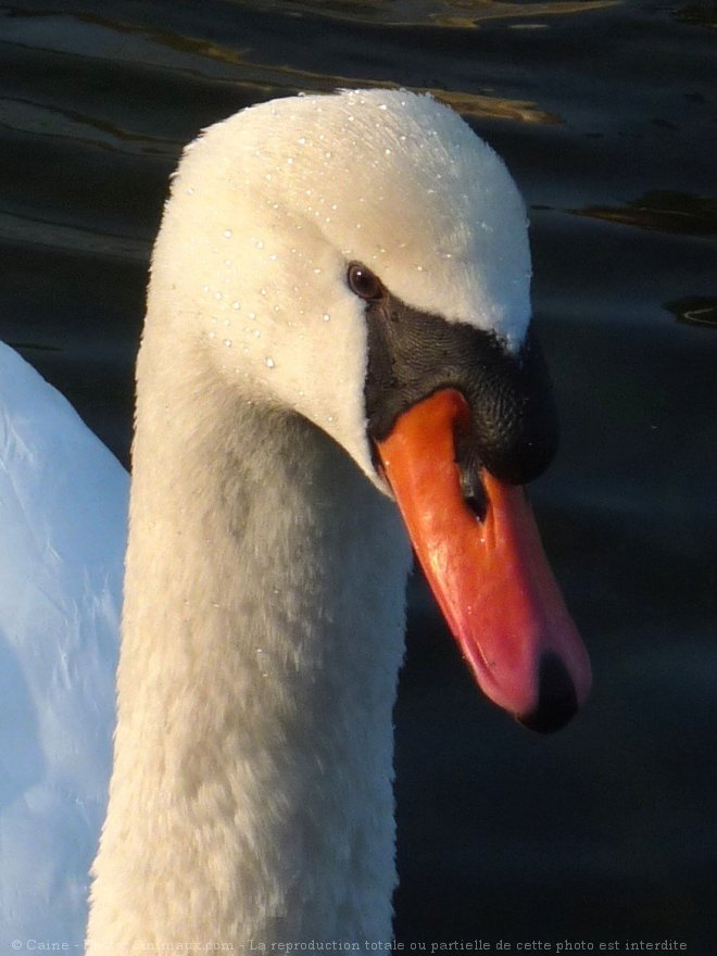 Photo de Cygne