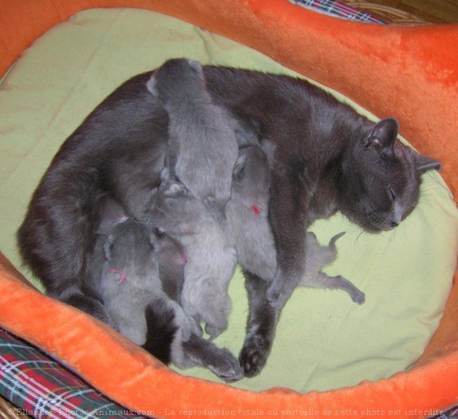 Photo de Chartreux