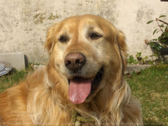 Photo de Golden retriever