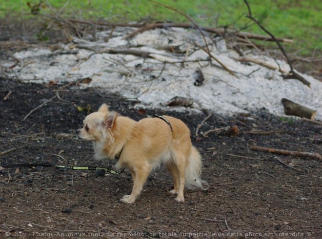 Photo de Chihuahua  poil long