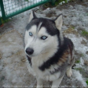 Photo de Husky siberien