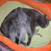 Photo de Chartreux