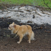 Photo de Chihuahua  poil long