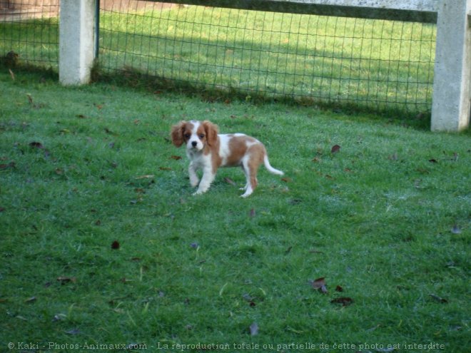 Photo de Cavalier king charles spaniel