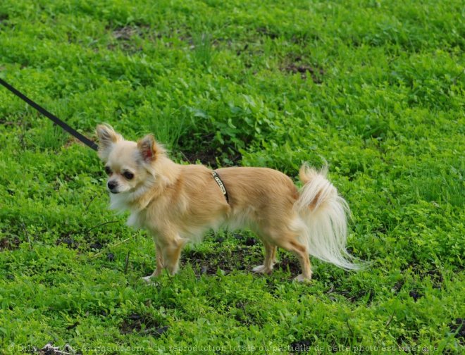 Photo de Chihuahua  poil long