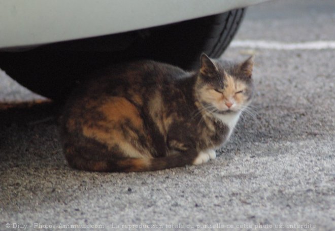 Photo de Chat domestique