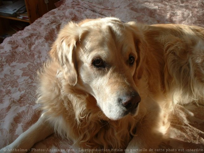 Photo de Golden retriever