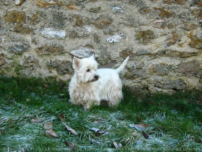 Photo de West highland white terrier