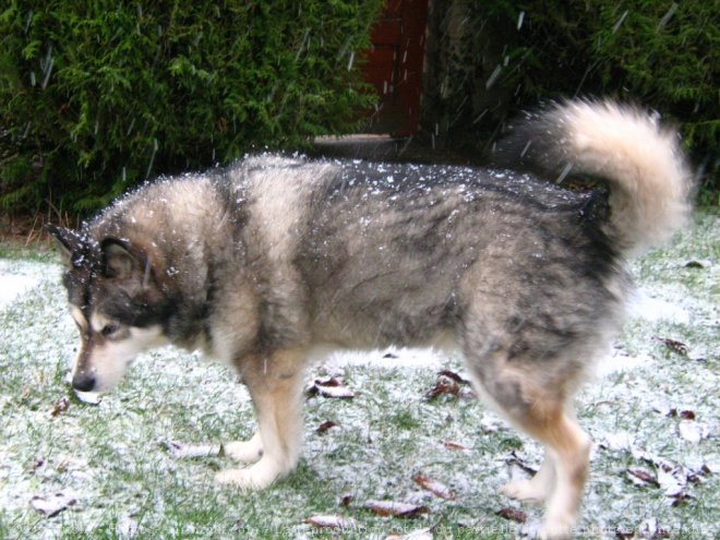 Photo de Malamute de l'alaska