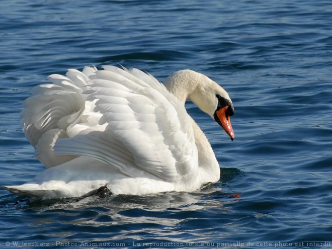 Photo de Cygne